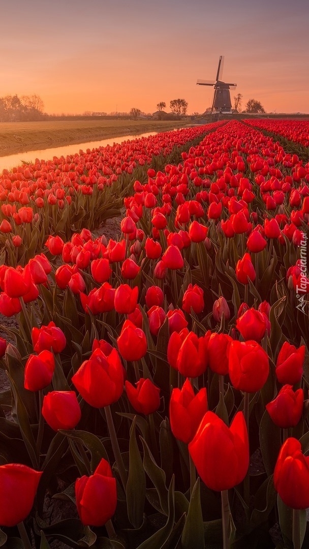 Plantacja tulipanów i wiatrak w tle