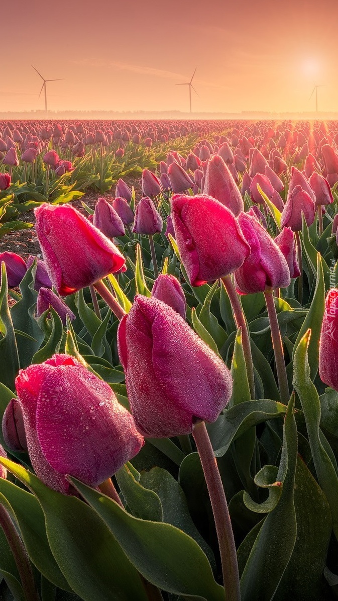 Plantacja tulipanów i wiatraki w tle