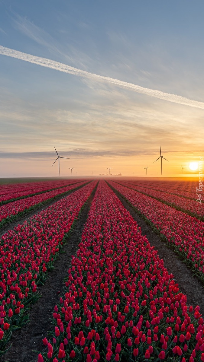 Plantacja tulipanów o wschodzie słońca