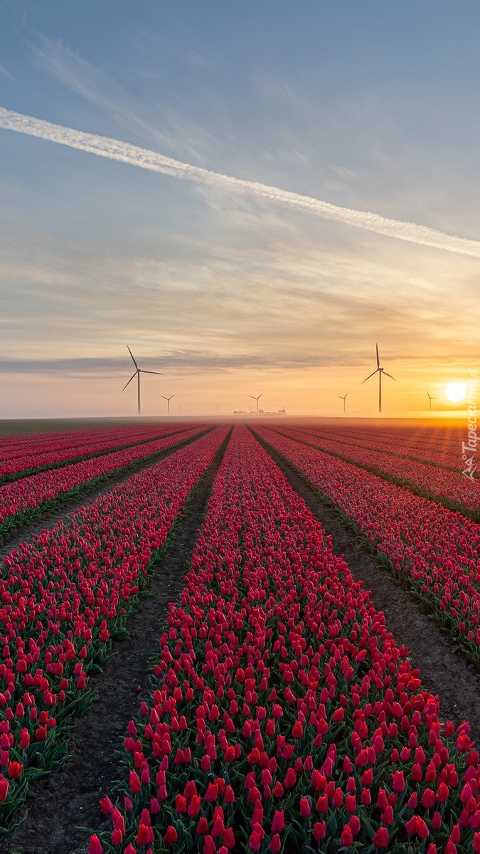 Plantacja tulipanów o wschodzie słońca