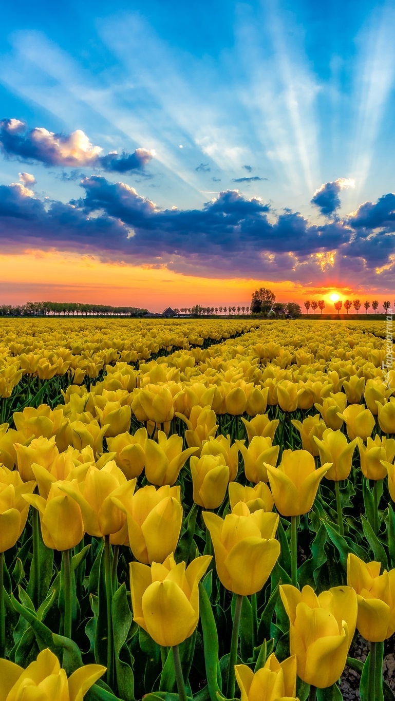 Plantacja żółtych tulipanów w promieniach słońca