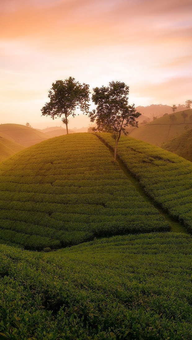 Plantacje herbaty na wzgórzach