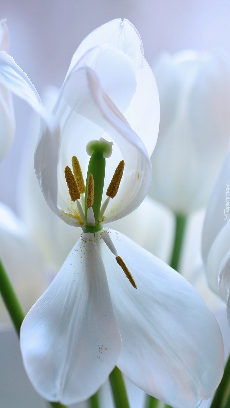 Płatki białego tulipana