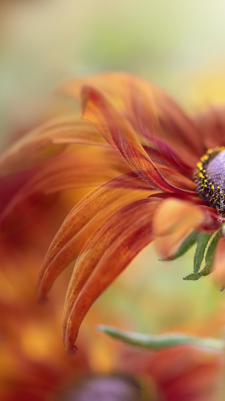 Płatki pomarańczowej rudbekii