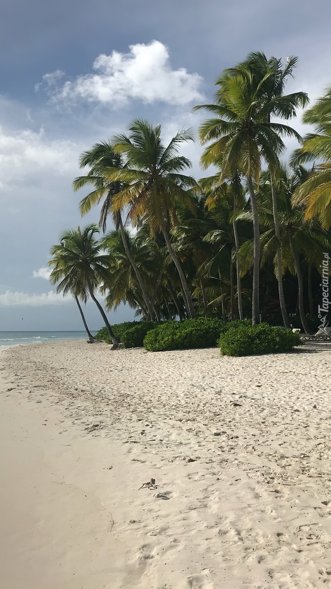 Plaża na Dominikanie