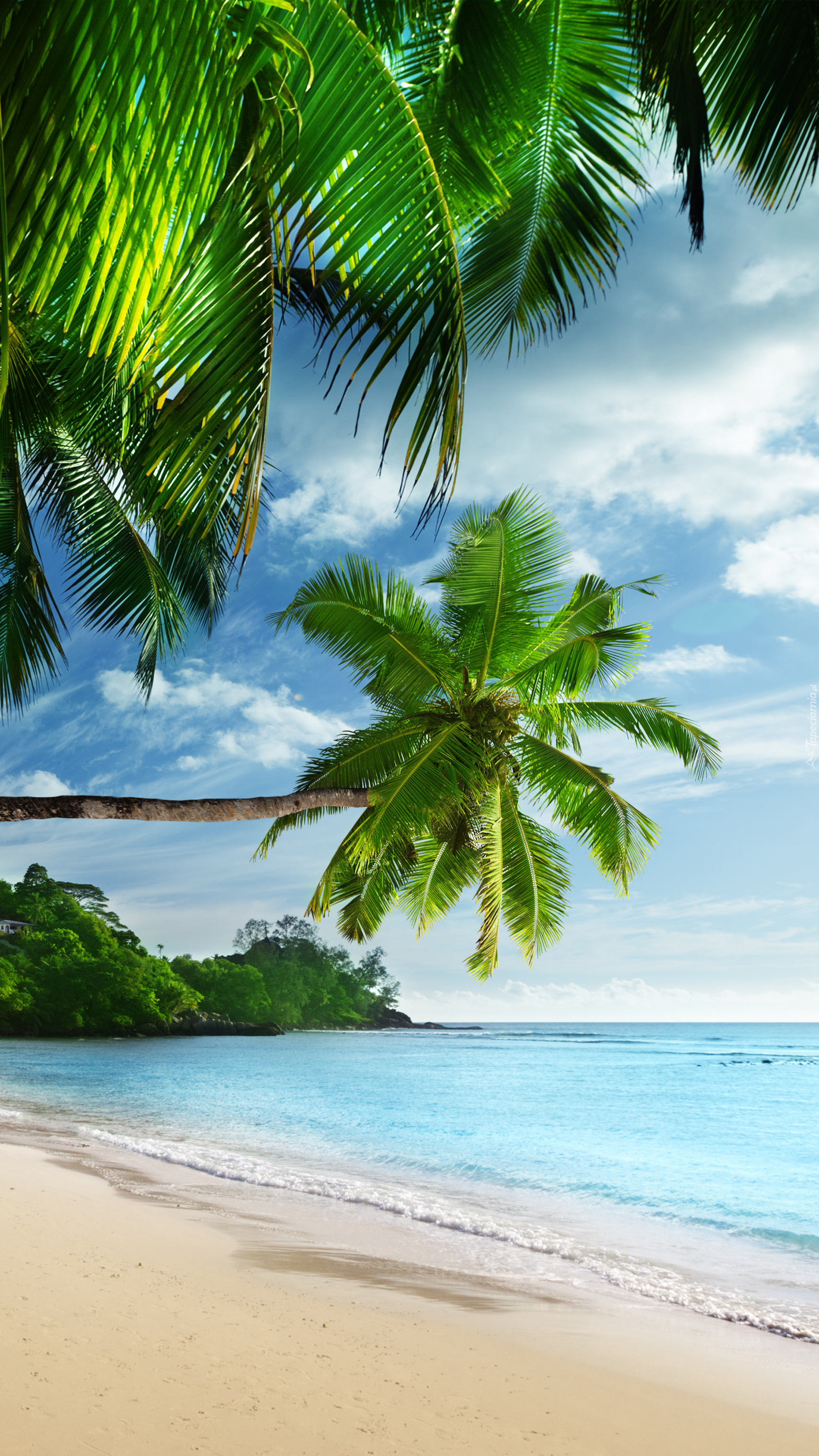 Plaża pod palmami