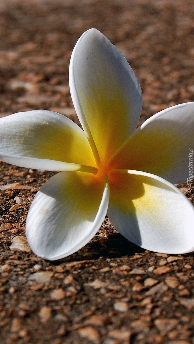 Plumeria