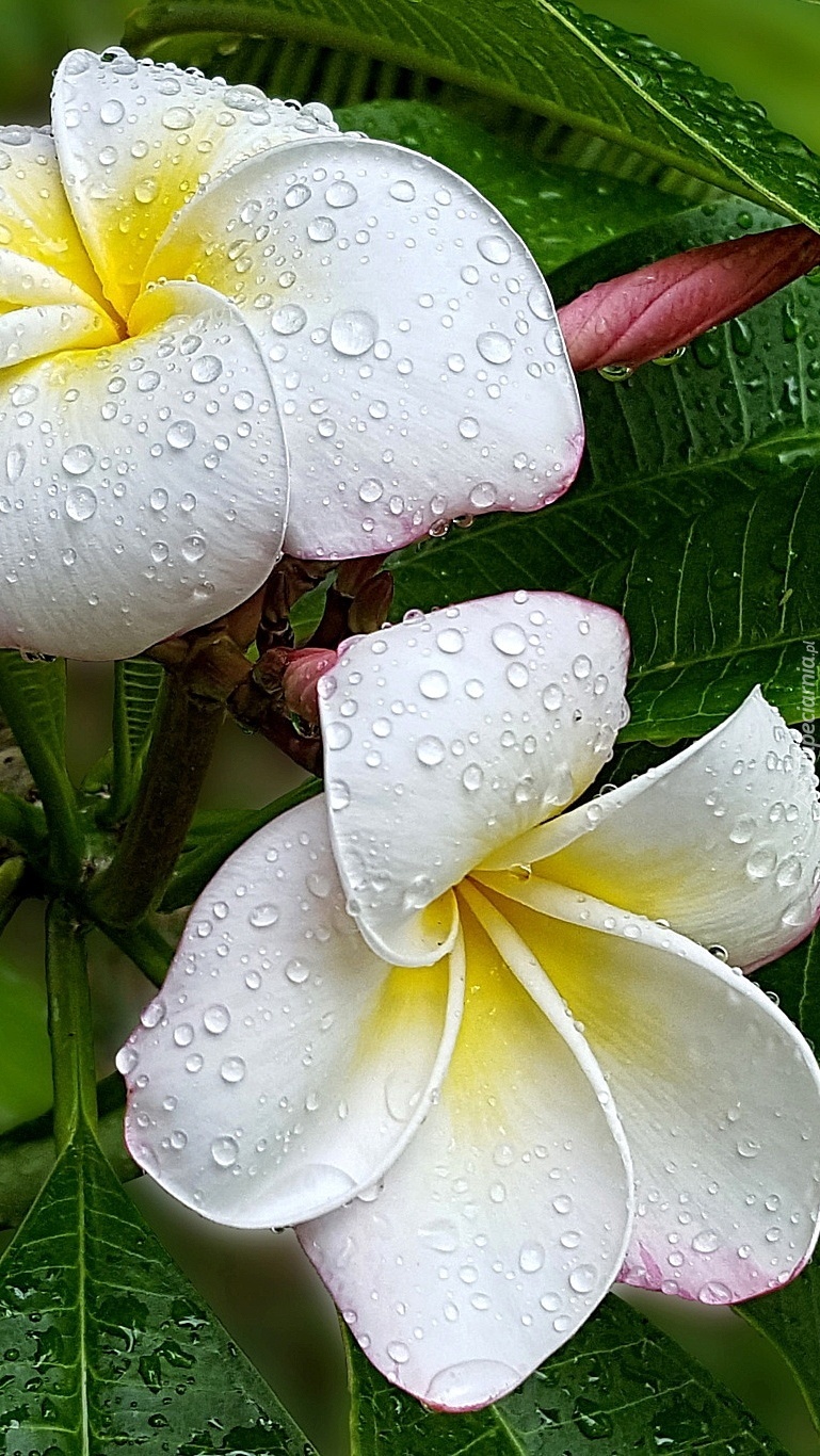 Plumeria biała w kroplach deszczu