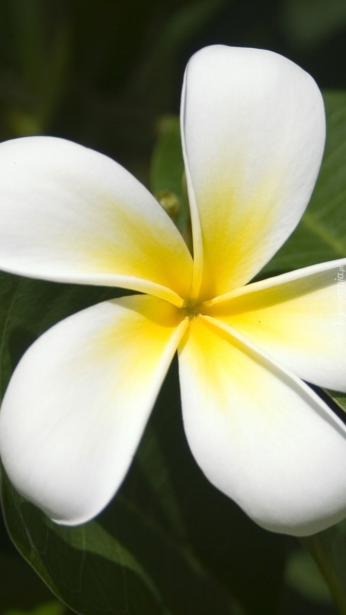 Plumeria biała