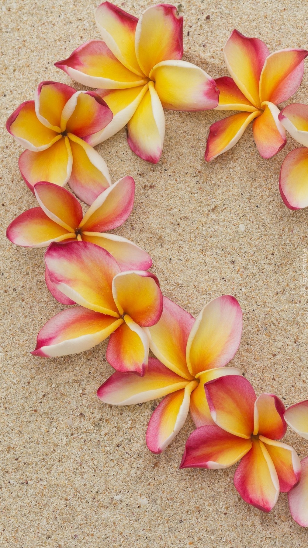 Plumeria na piasku