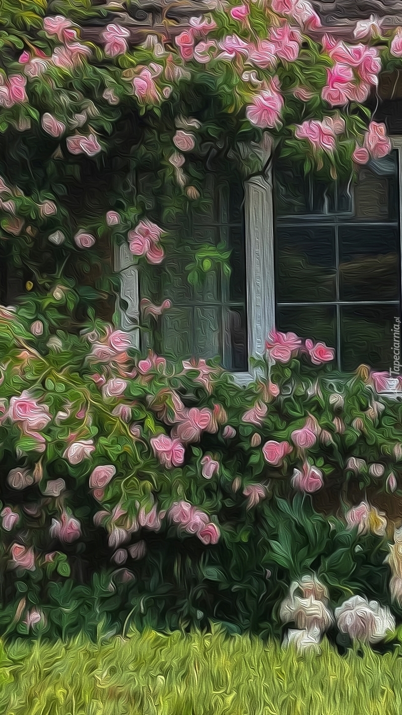 Pnące róże przy oknie