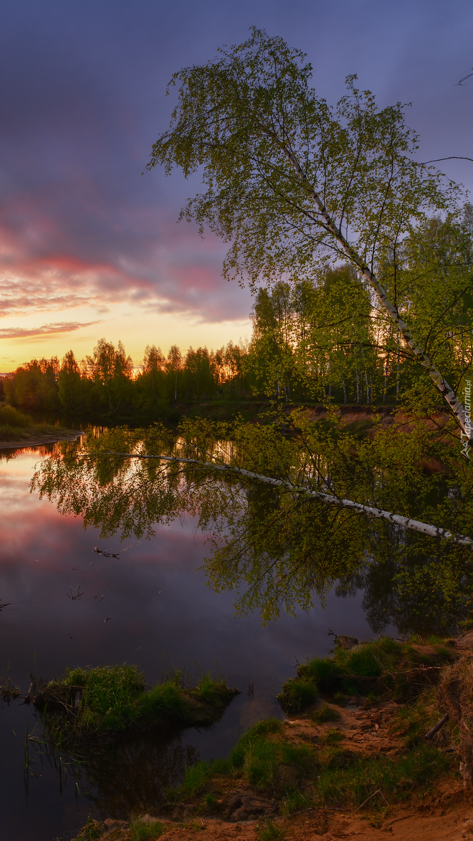 Pochyłe brzozy nad rzeką