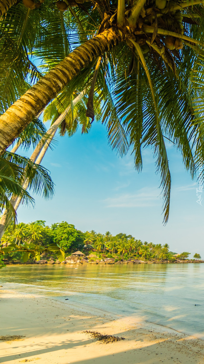 Pochylona palma nad morską plażą