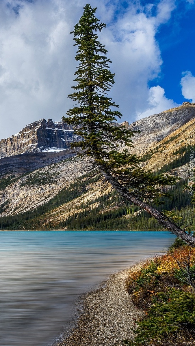 Pochylona sosna na tle gór Canadian Rockies