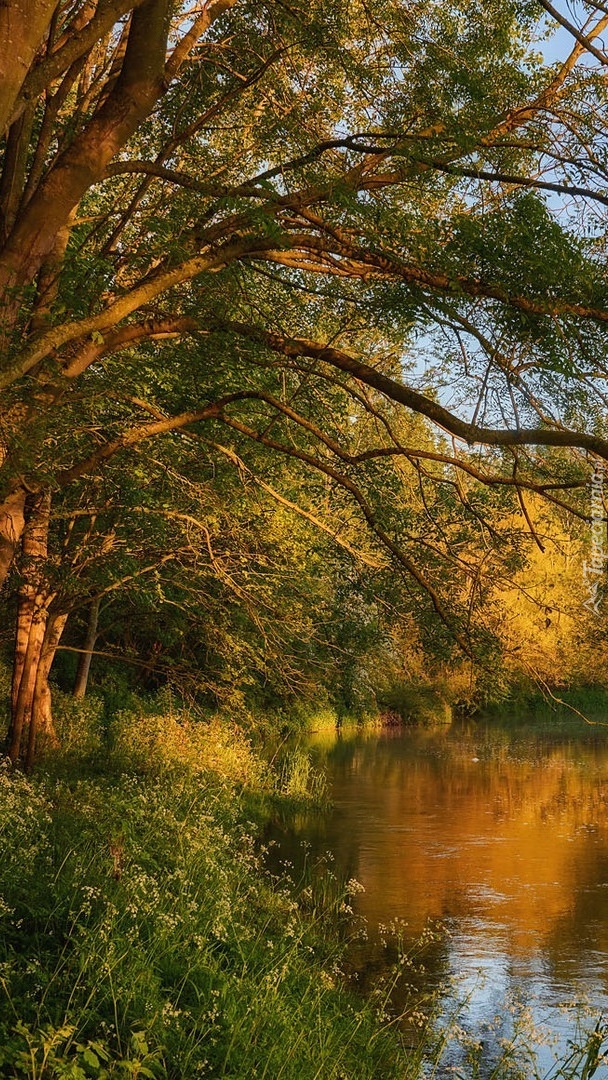 Pochylone drzewa nad rzeką Great Ouse