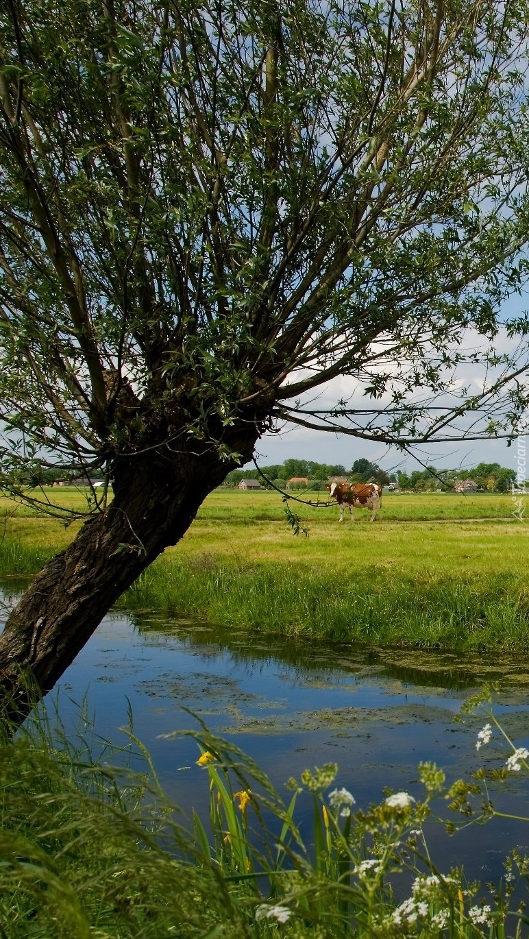 Pochylone drzewo nad rzeczką przy pastwisku