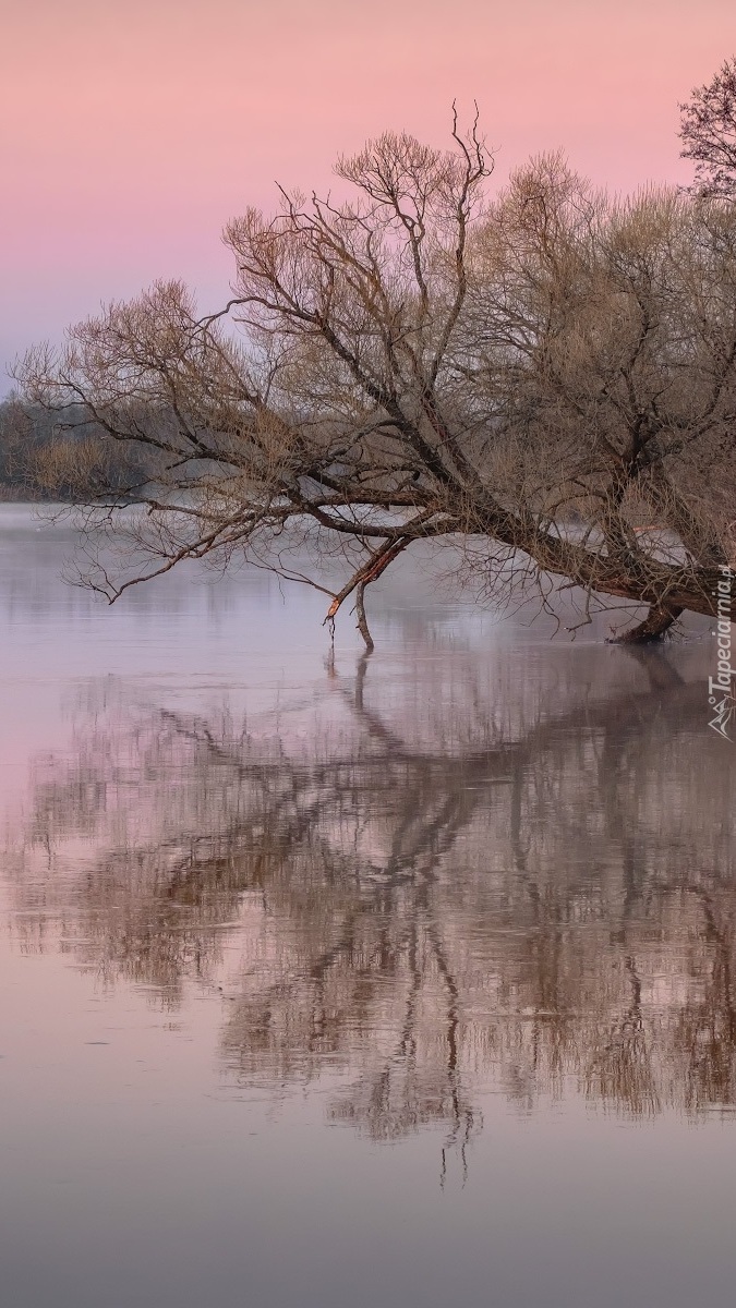 Pochylone drzewo nad rzeką Dubna