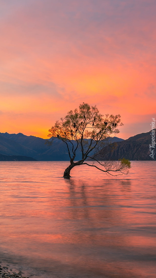 Pochylone drzewo w jeziorze Wanaka