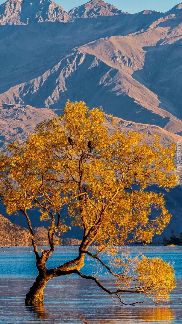 Pochylone drzewo w jeziorze Wanaka