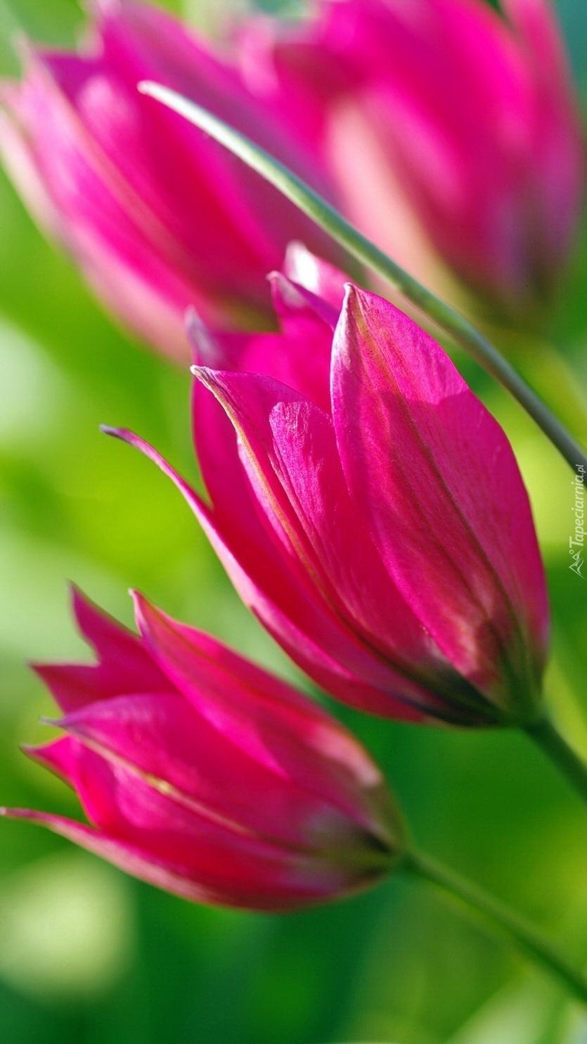 Pochylone intensywnie różowe tulipany