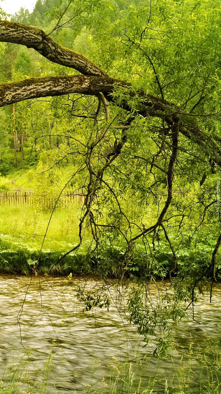 Pochylone leśne drzewo nad rzeką.