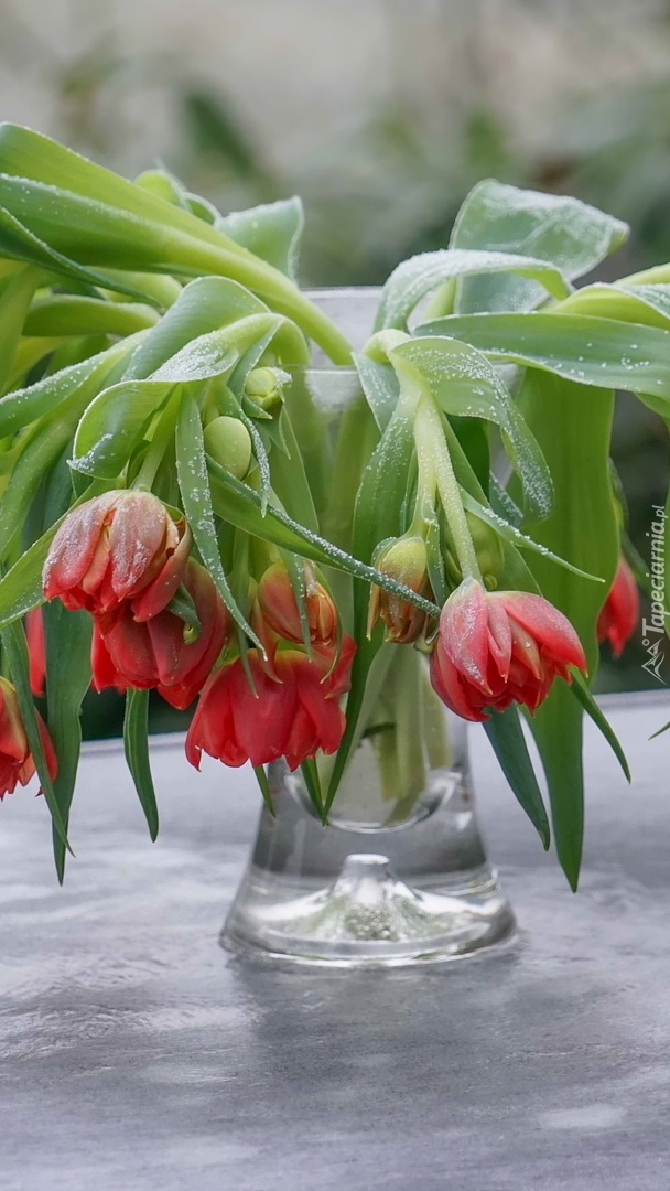 Pochylone tulipany