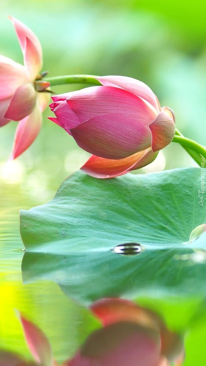 Pochylony kwiat lotosu