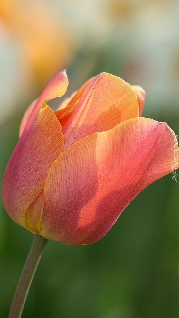 Pochylony tulipan