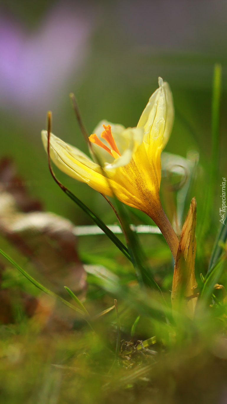 Pochylony żółty krokus