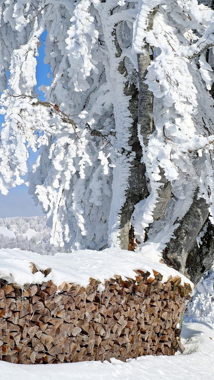 Pocięte drewno na opał pod ośnieżonymi drzewami