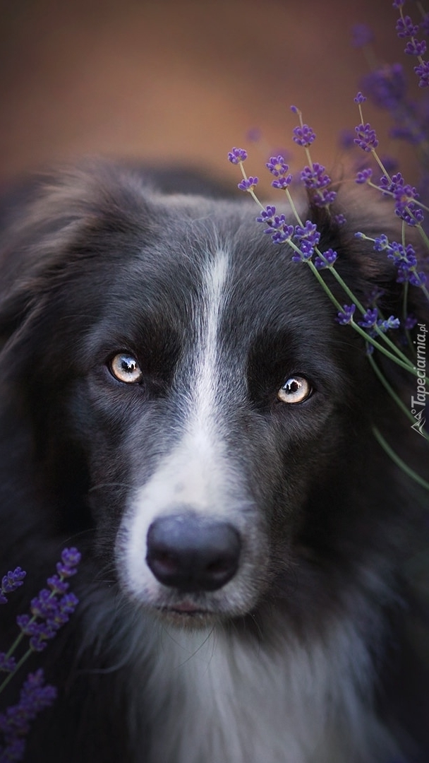 Poczciwy pyszczek border collie