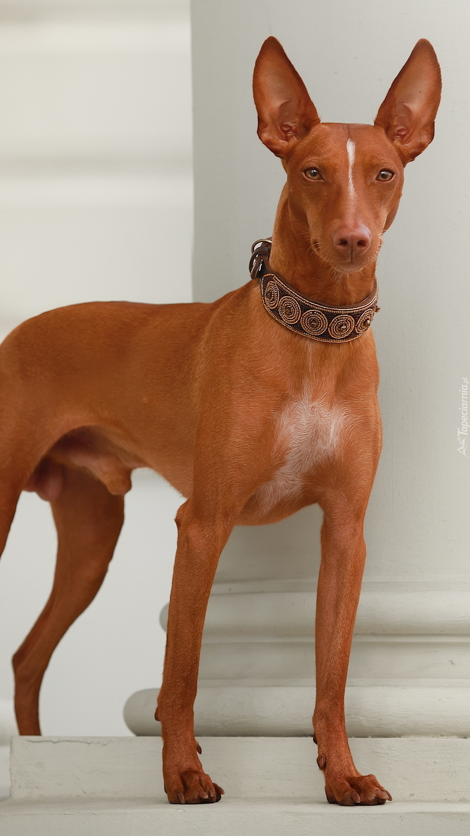 Podenco