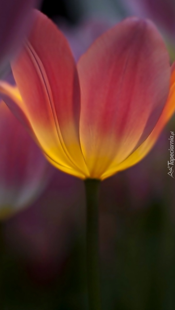 Podświetlony tulipan