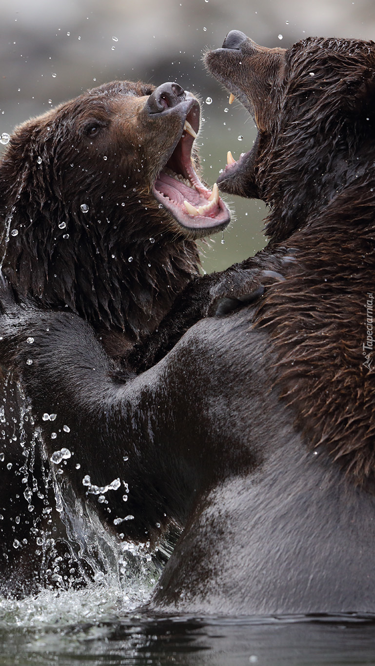 Pojedynek niedźwiedzi w wodzie