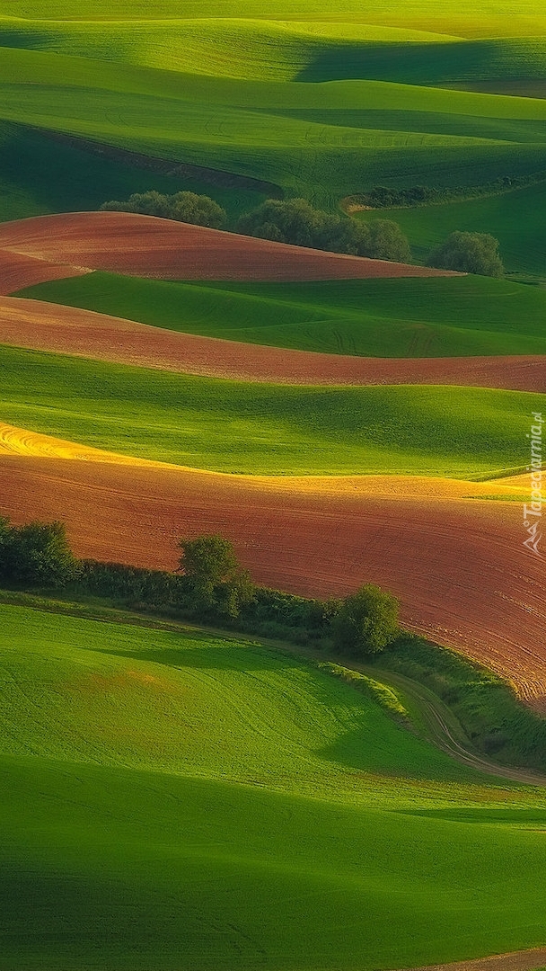 Pola i zielone wzgórza Palouse