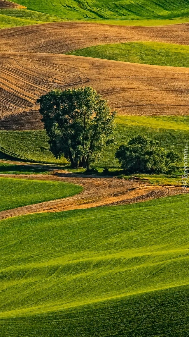 Pola na wzgórzach Palouse