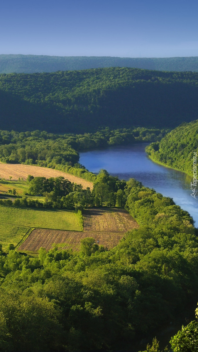 Pola przy drzewach nad rzeką