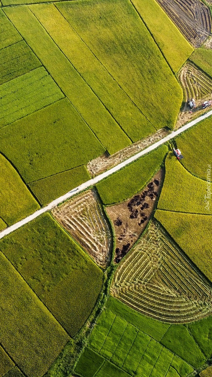 Pola ryżowe z lotu ptaka