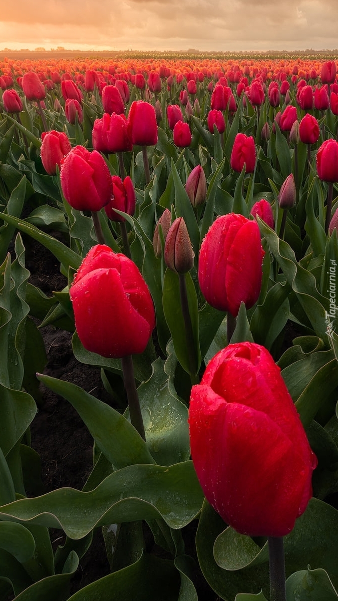 Pole czerwonych tulipanów