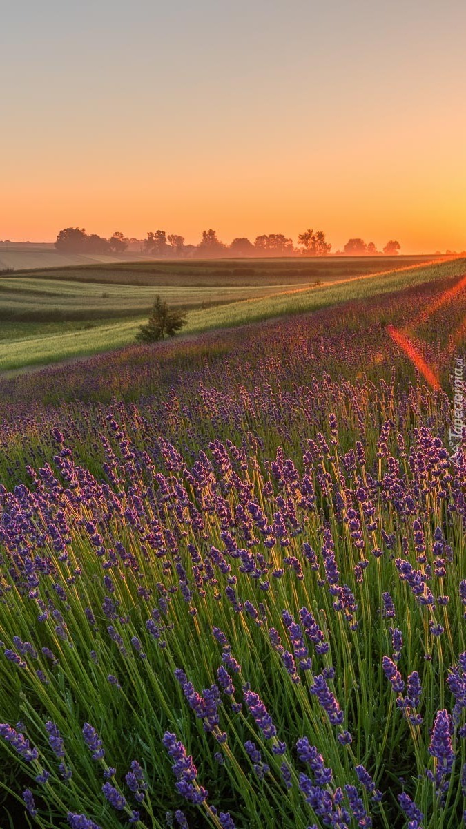 Pole lawendy w słońcu