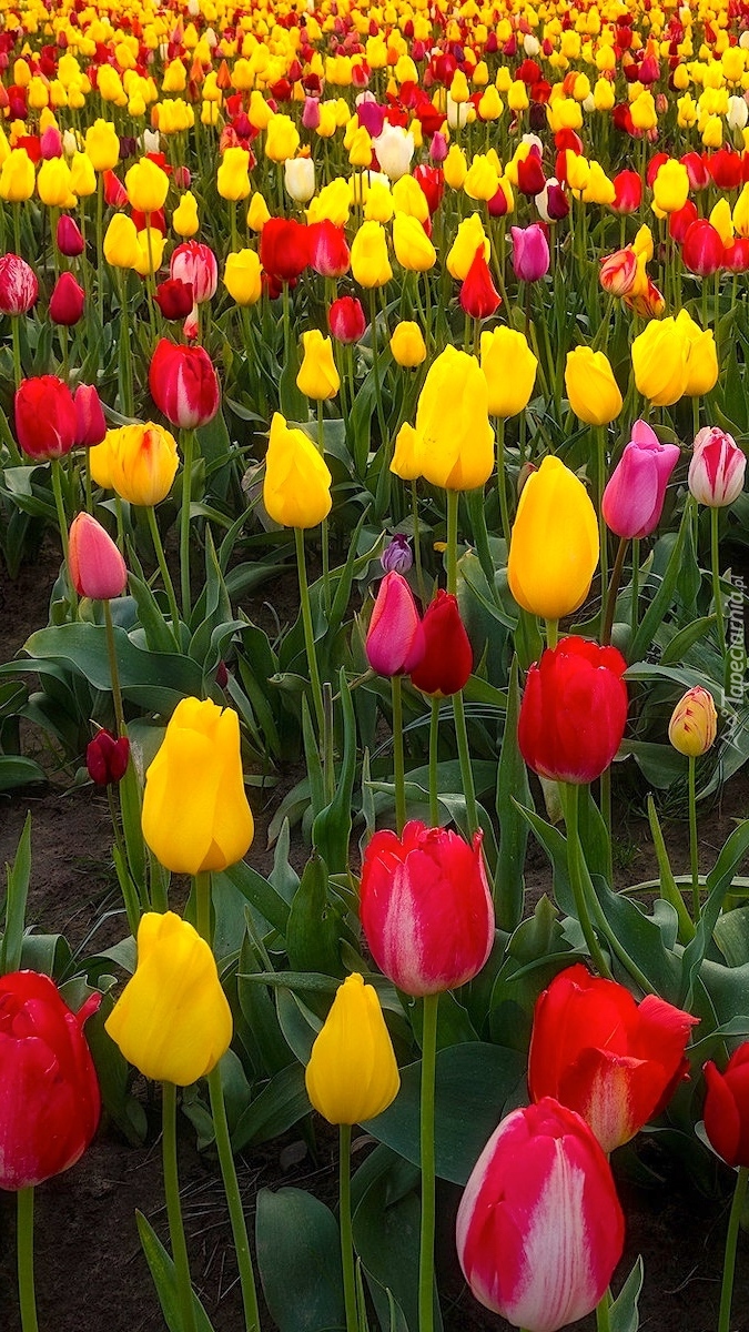 Pole żółtych i czerwonych tulipanów