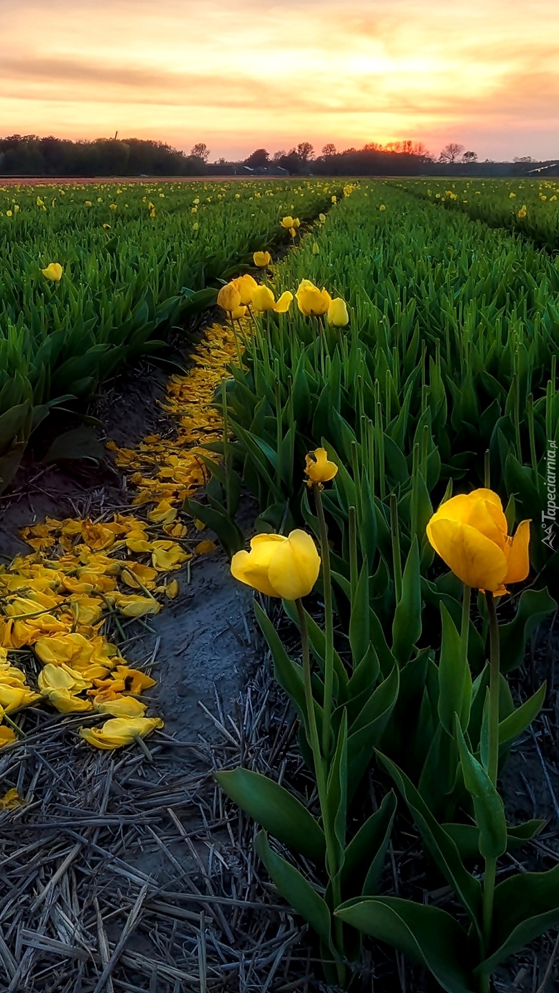 Pole żółtych tulipanów