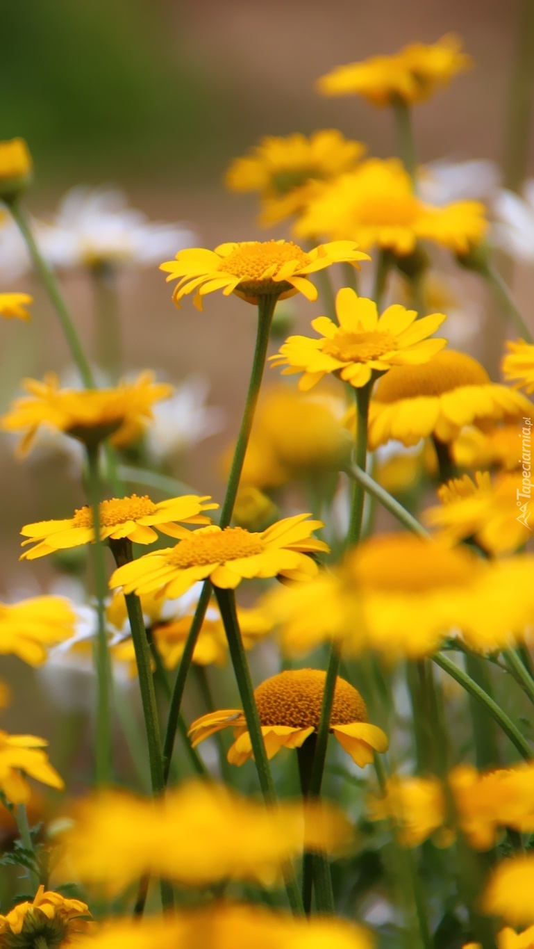 Polne żółte kwiaty