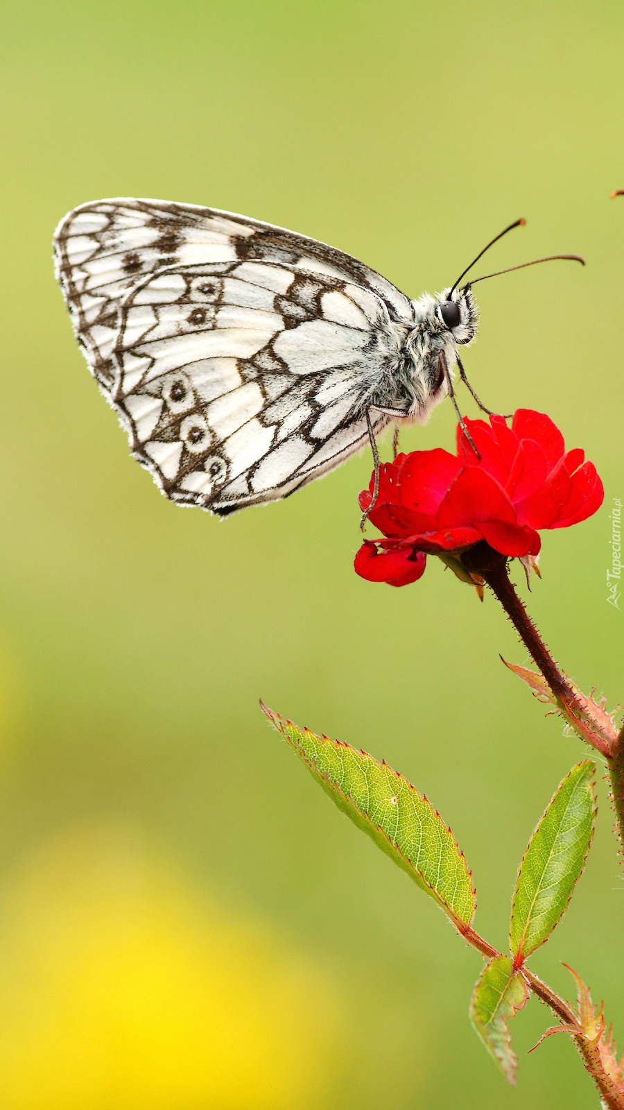 Polowiec szachownica