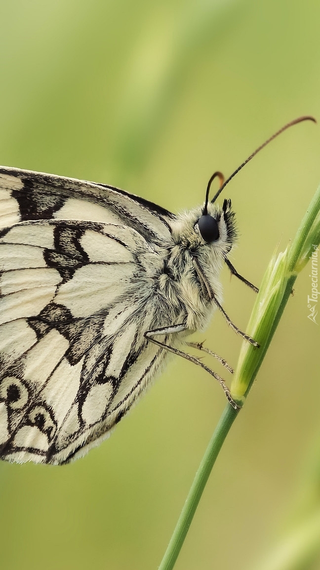 Polowiec szachownica