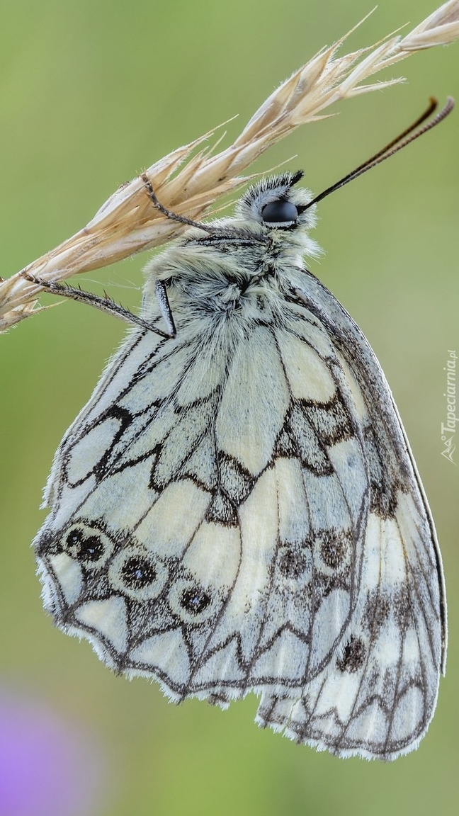 Polowiec szachownica