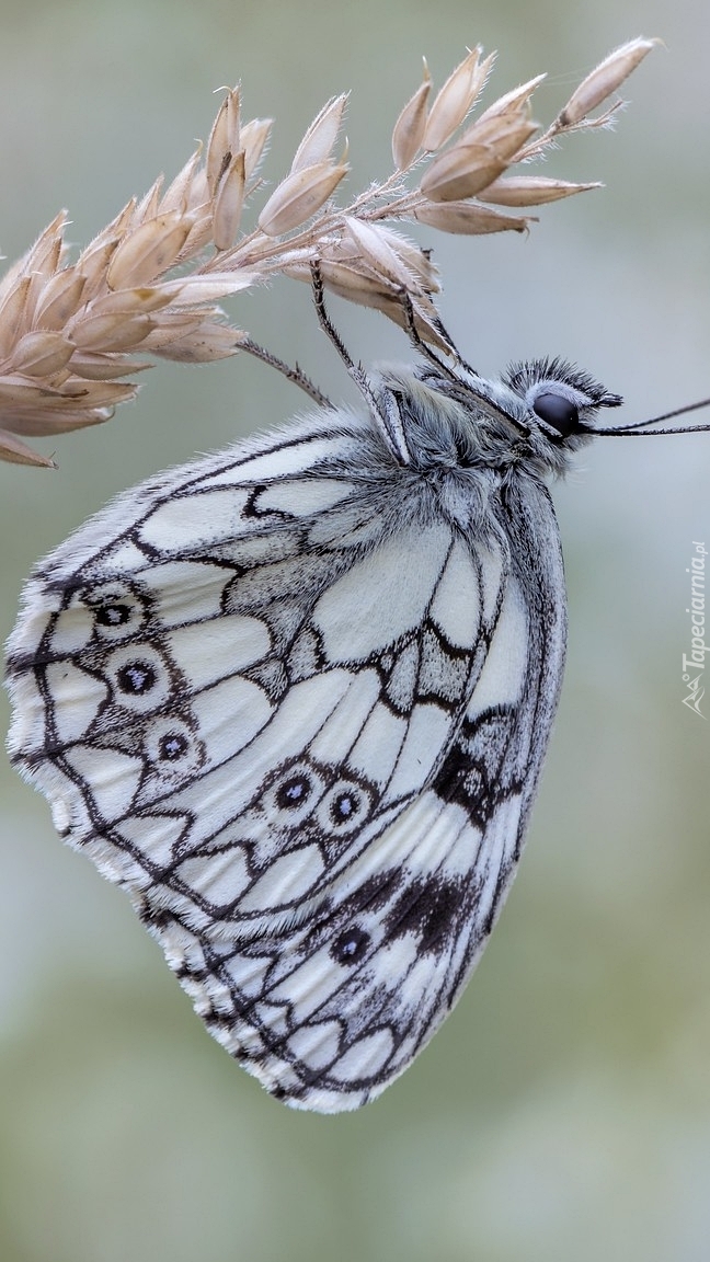 Polowiec szachownica