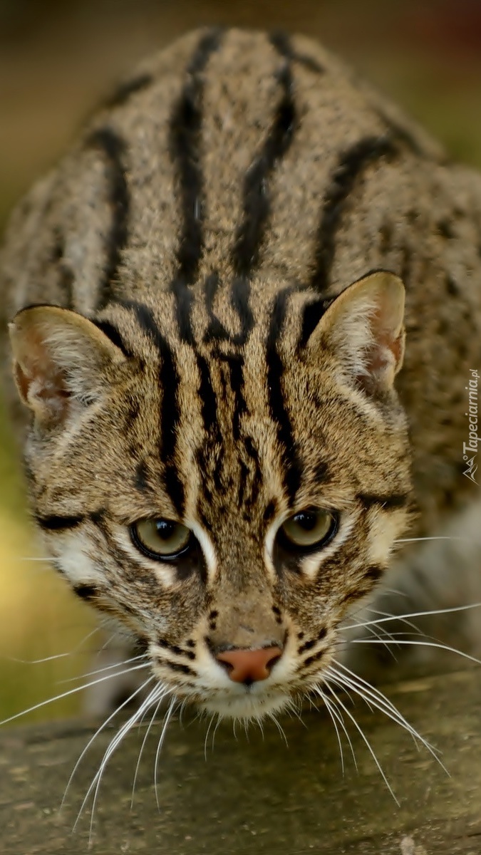 Polujący ocelot