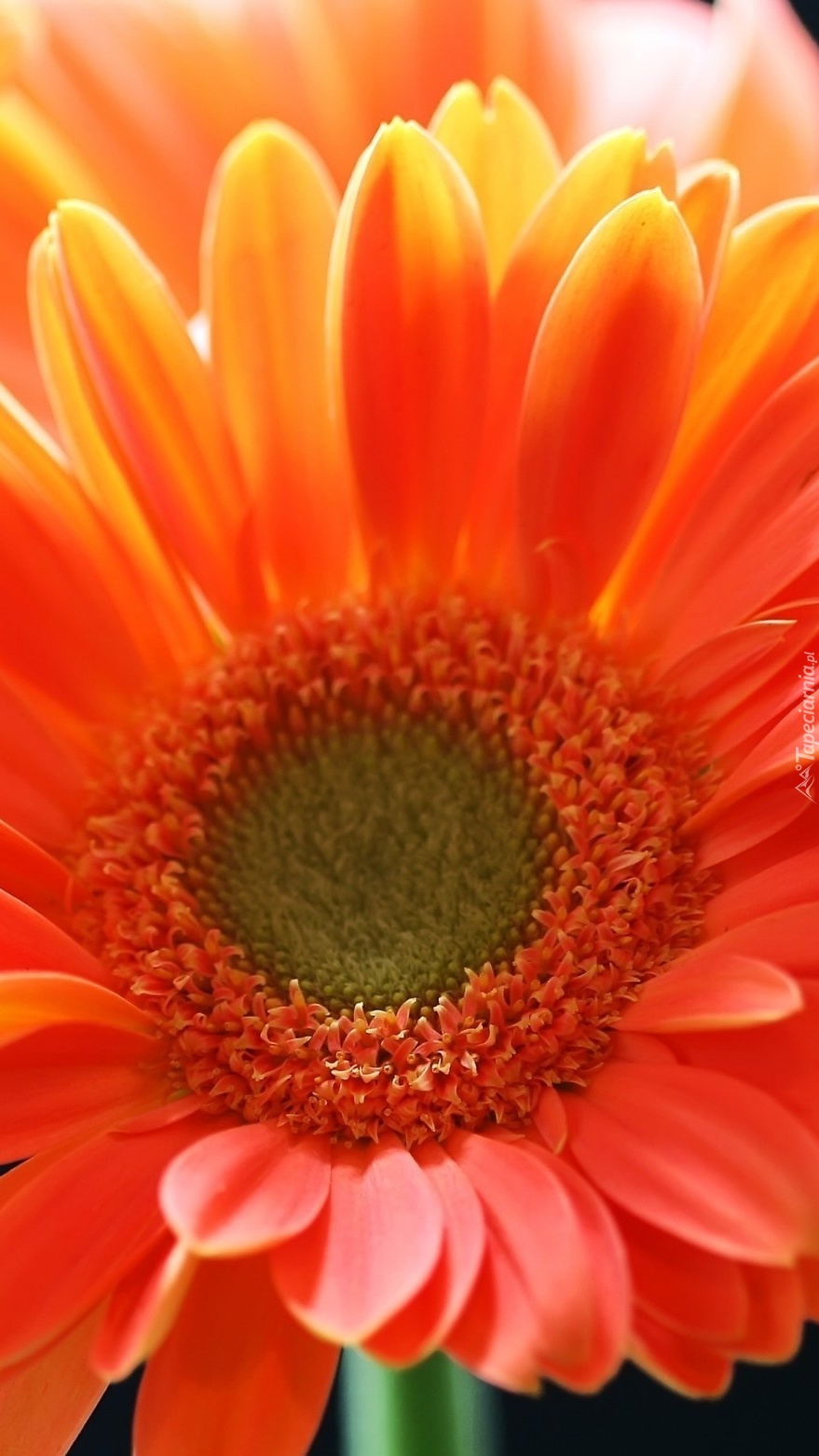 Pomarańczowa gerbera z bliska