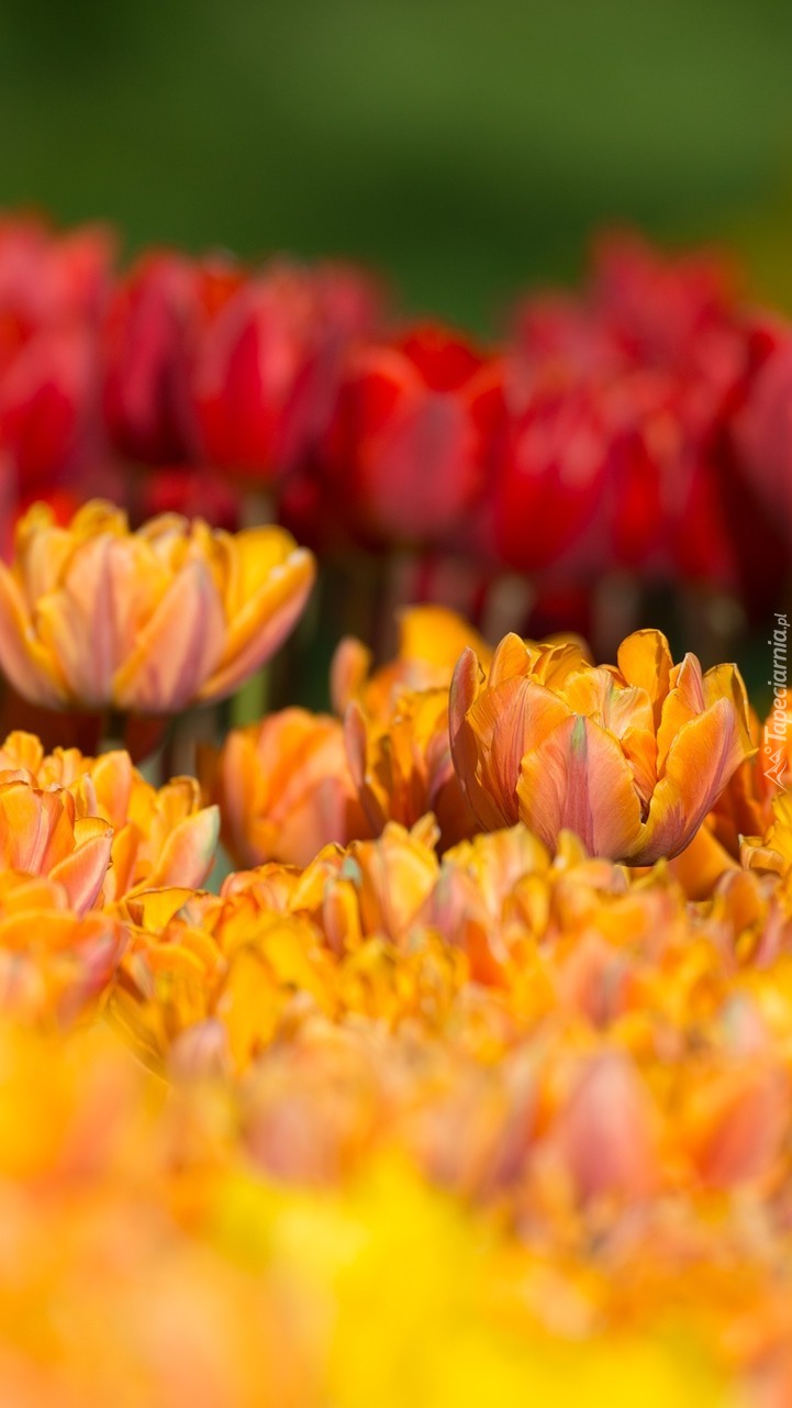 Pomarańczowe i czerwone tulipany
